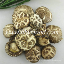 Seta blanca secada de Shiitake de la flor con el embalaje 15kg por bolso